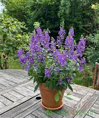 Αγγελόνια – Angelonia sp. - 2